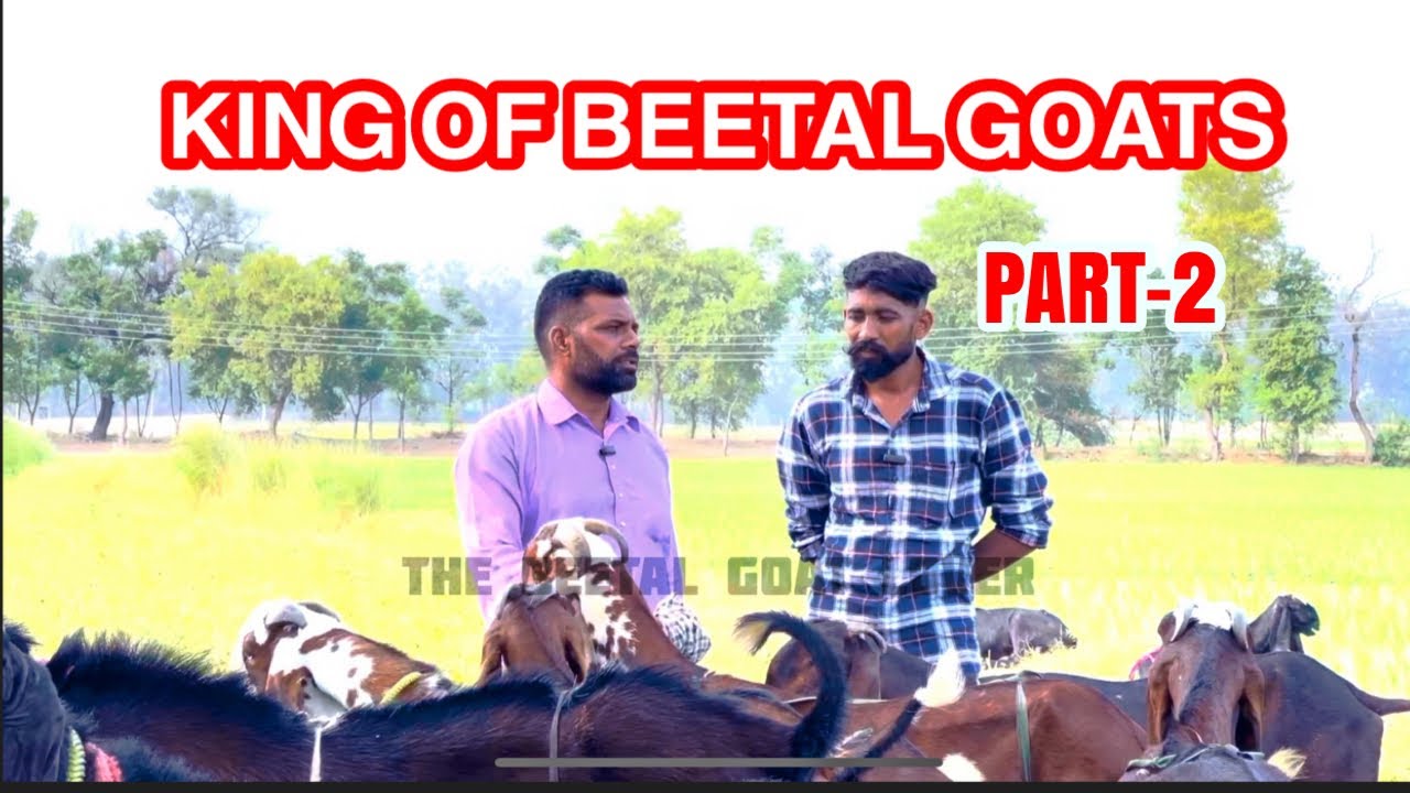 Beetal goats of bag mallik bhai-the beetal goat lover #बकरीपालन #virelvideo #ytshorts #beetalgoat