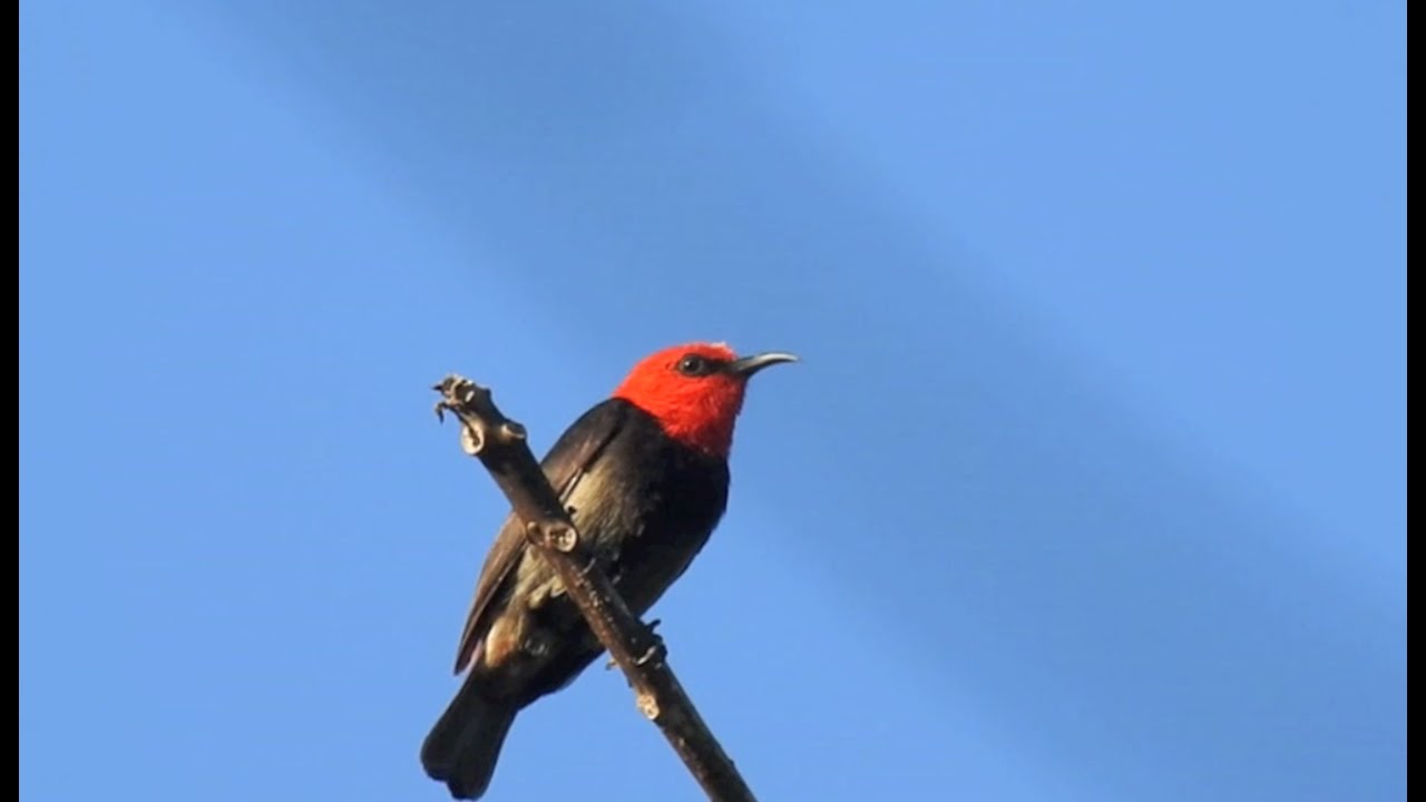 Birding Sunda island  Oiseaux des Iles de la Sonde 2015