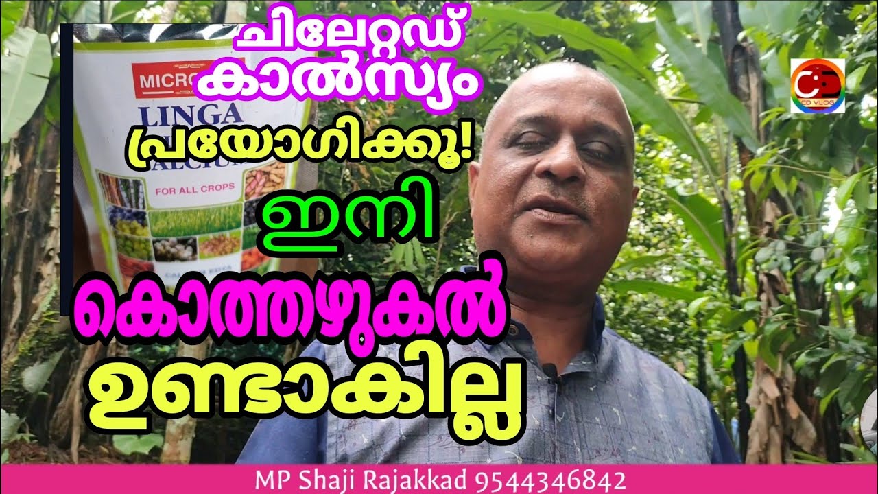 ചിലേറ്റഡ് കാൽസ്യം പ്രയോഗിച്ചാൽ ഇനി കൊത്തഴുകൽ ഉണ്ടാകില്ല/ #cardamom  / #cdvlog/ #chelated calcium