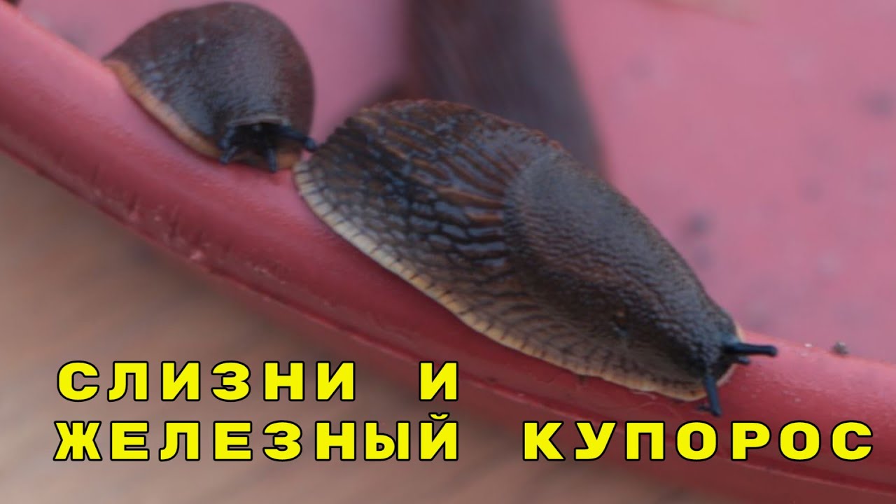 железный купорос и слизни, продолжение моего 