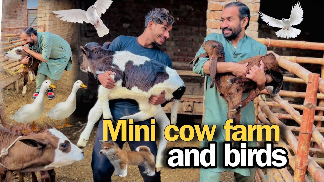 Mini cow farm and birds