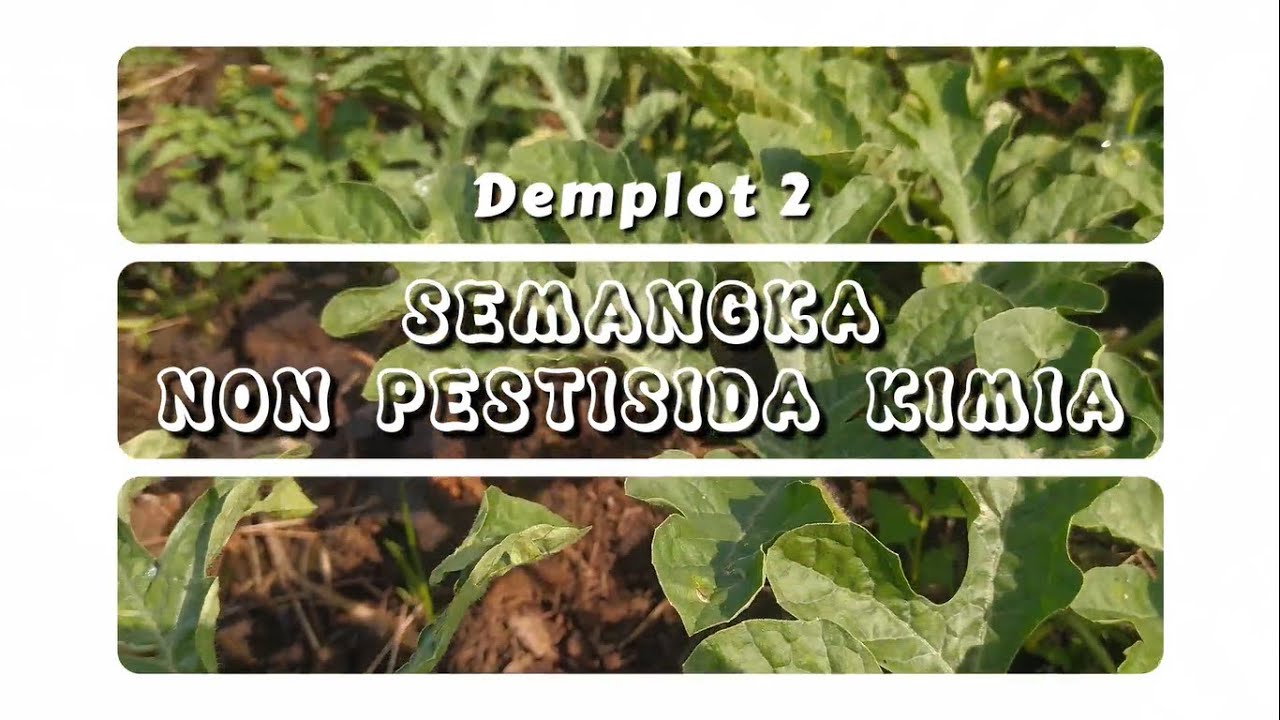 (Demplot 2) Update Pertumbuhan Semangka Non Pestisida Kimia