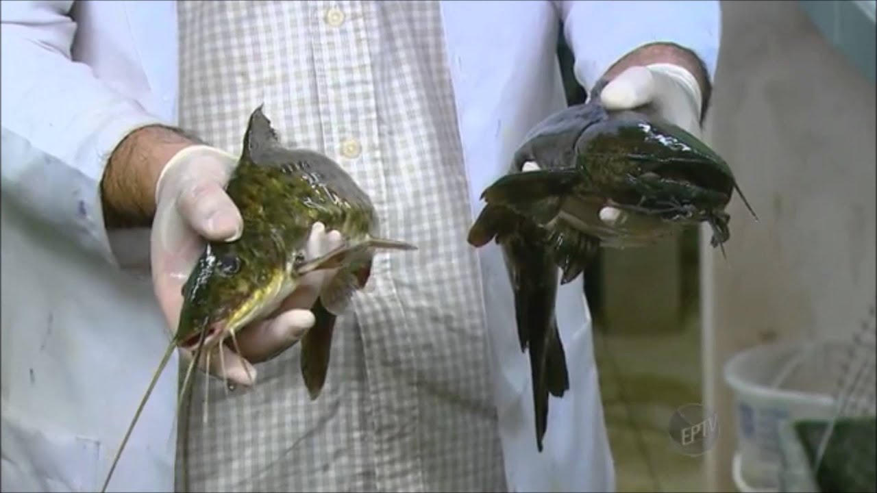 ÓTIMA NOTÍCIA, NOVA TÉCNICA PARA REPRODUÇÃO DE PEIXE!