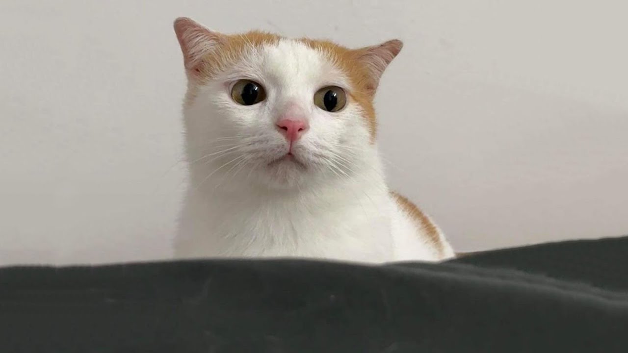 The Funniest Cat Videos 🐱 Try Not To Laugh Part 66