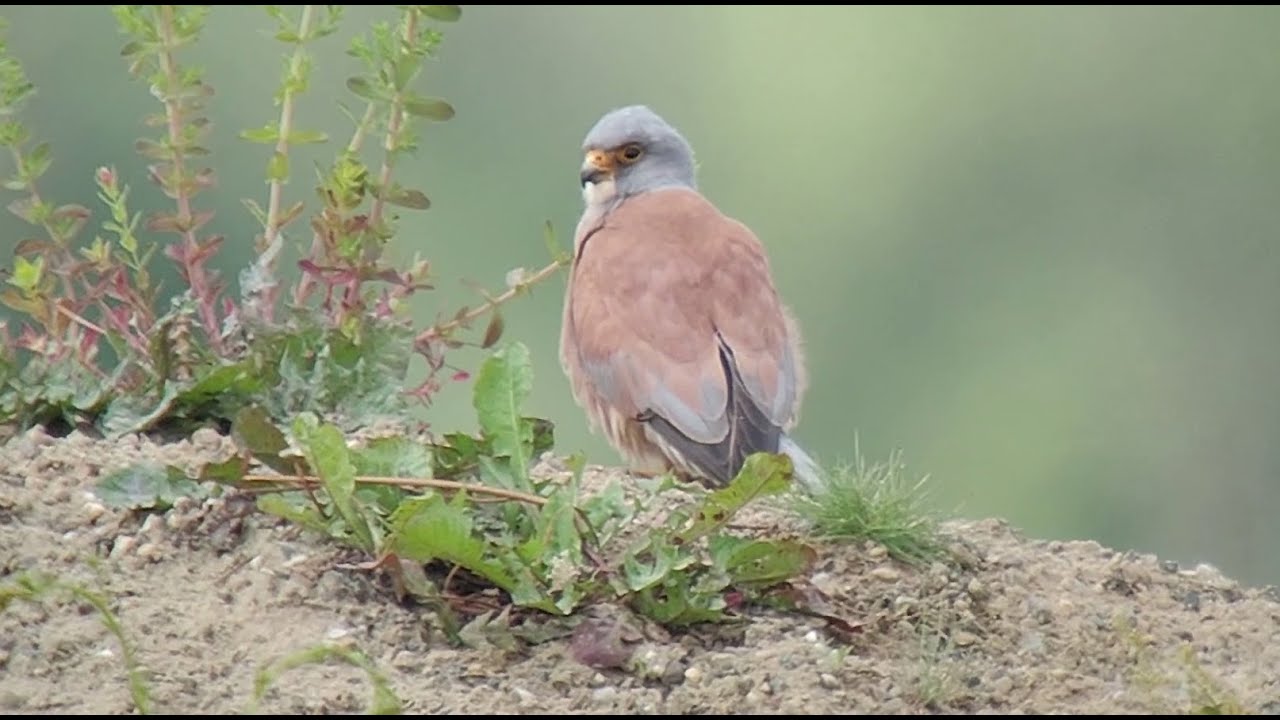 Adult male Lesser Kestrel - Falco naumanni - kleine torenvalk / Oostmalle - Zoersel / May 26, 2025