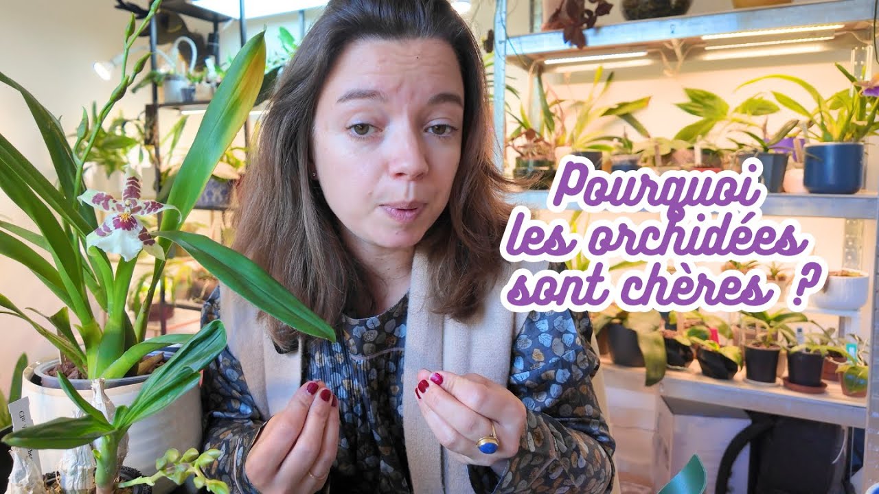 Comprendre le prix des orchidées 🌸