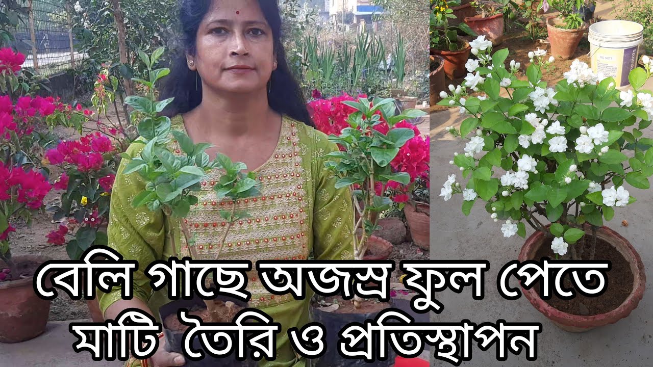 নার্সারি থেকে আনা বেলি গাছের মাটি তৈরি ও প্রতিস্থাপন  || Beli/jasmine plant care February month