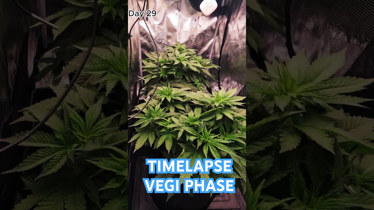 🌱Day 12 -29🌱LST TOPPING Mimosa x Orange Punch & Runtz Muffin BarneysFarm in Spider Farmer GrowboxSet