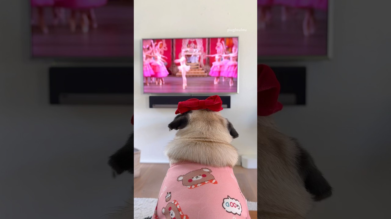 My PUG turns into a BALLERINA?! 🩰❤️ #pug #dog #funny