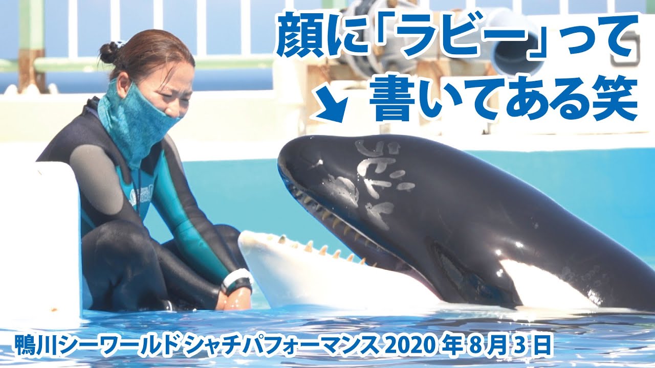 顔に「ラビー」って書いてある笑　It says “Lovey” on her face 【2020年8月3日　サブプールから　鴨川シーワールド　シャチパフォーマンス】Killer whale