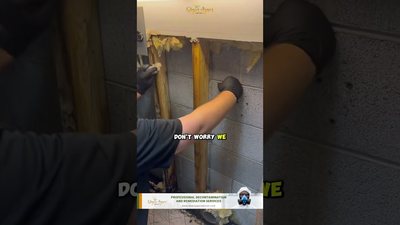 Look at How we remove Mold Infestations #shorts #moldremediation