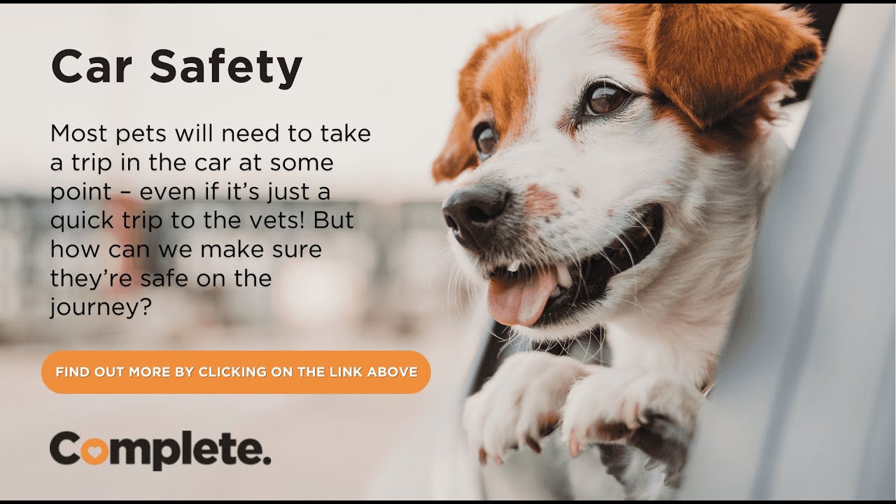 Pet Travel Safety Tips