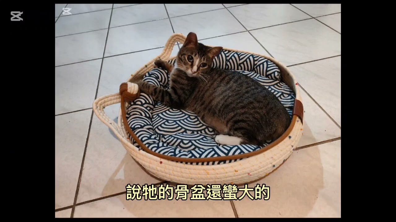 浪貓的故事！💞🐈‍⬛​ #流浪貓 #浪浪日記 #領養代替購買 #療癒日常 #定點餵食 #浪貓結扎 #StrayCat #Therapeutic #cute