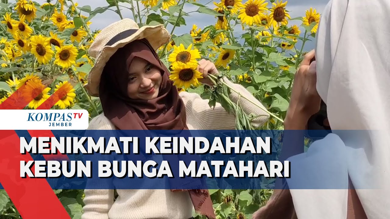 Viral! Wisata Kebun Bunga Matahari di Batu, Cuma Buka 2 Kali Setahun