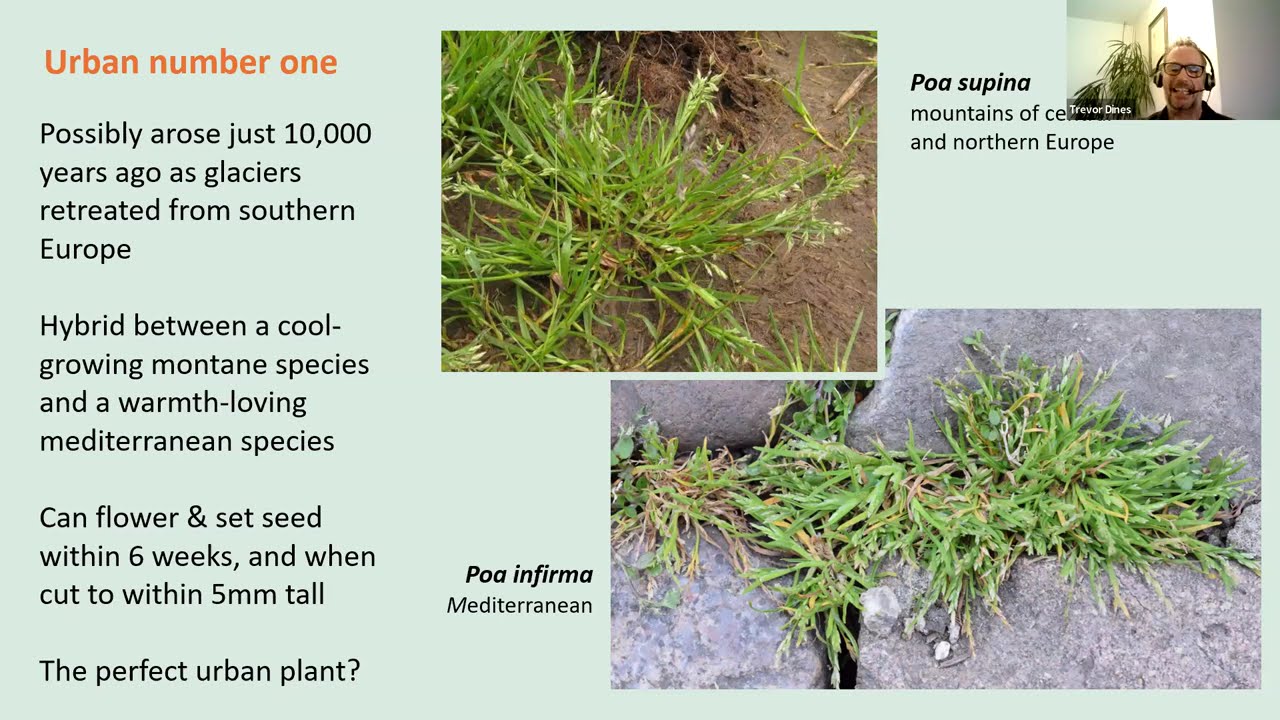 Winter Talk: Urban plants, with Trevor Dines