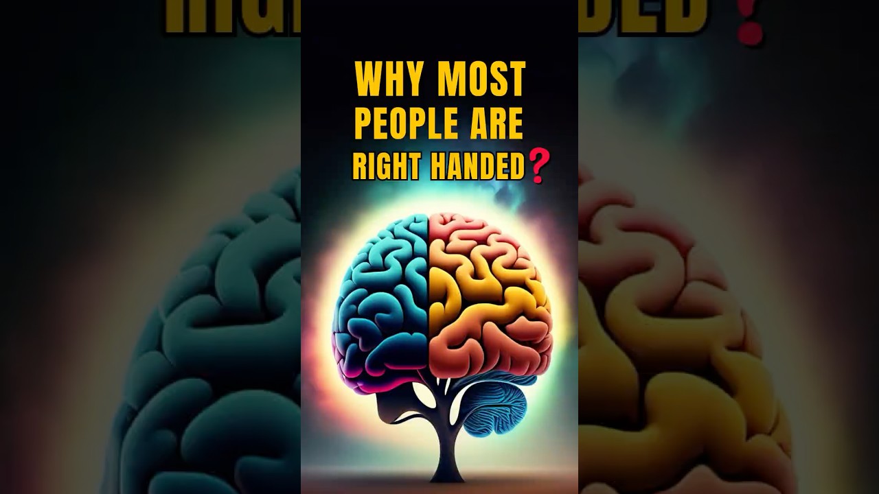 Why Most people are Right Handed? #righthanded #righty #shorts