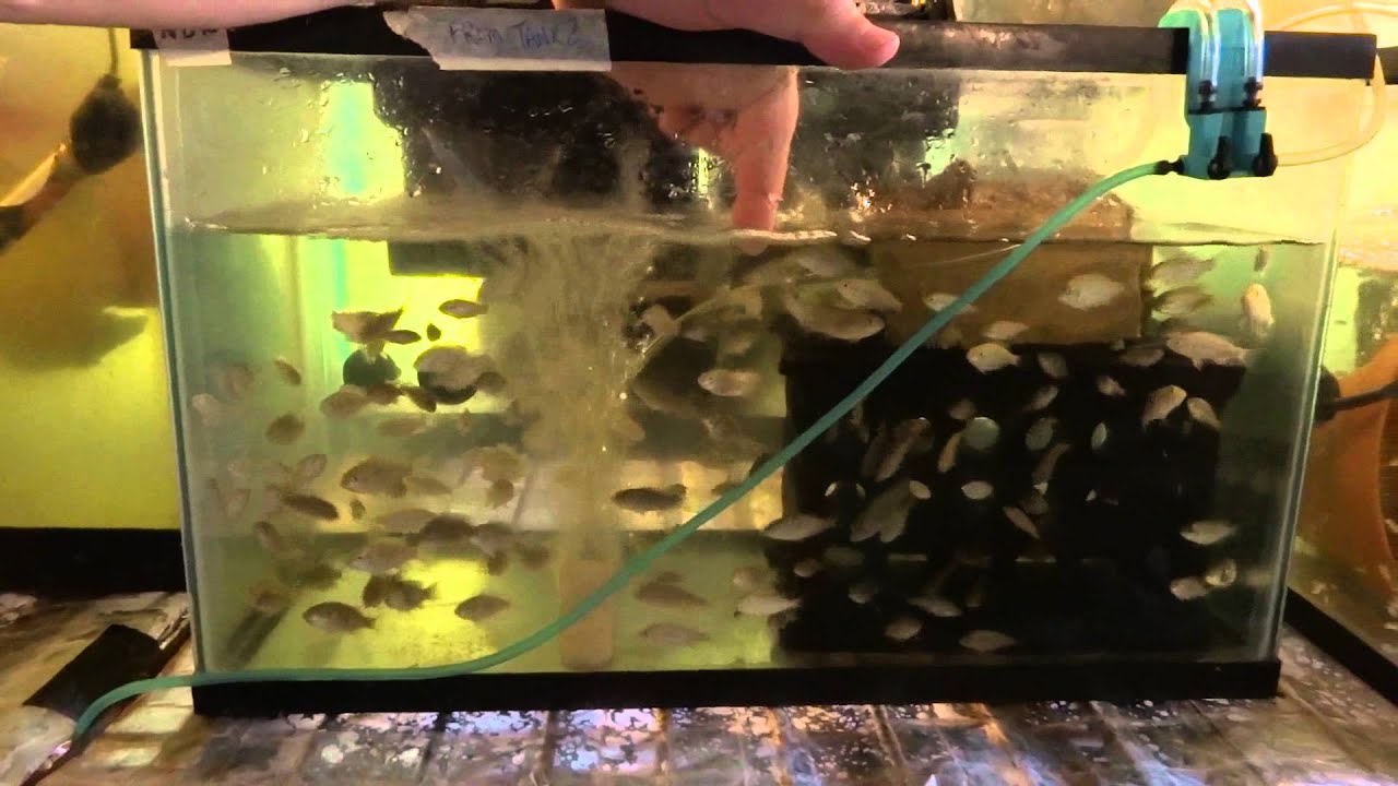 Tilapia Breeding & Farming Tank Set Up