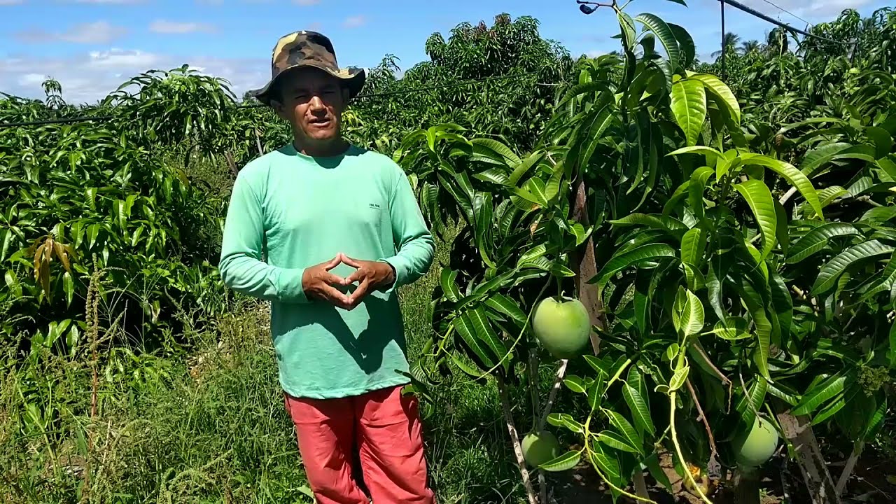 MANGA COITÉ NOS PROJETOS DE IRRIGAÇÃO / PETROLINA-PE