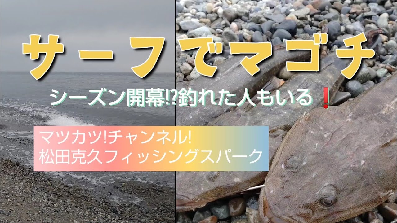 サーフでマゴチ‼️シーズン開幕!?釣れた人もいる。