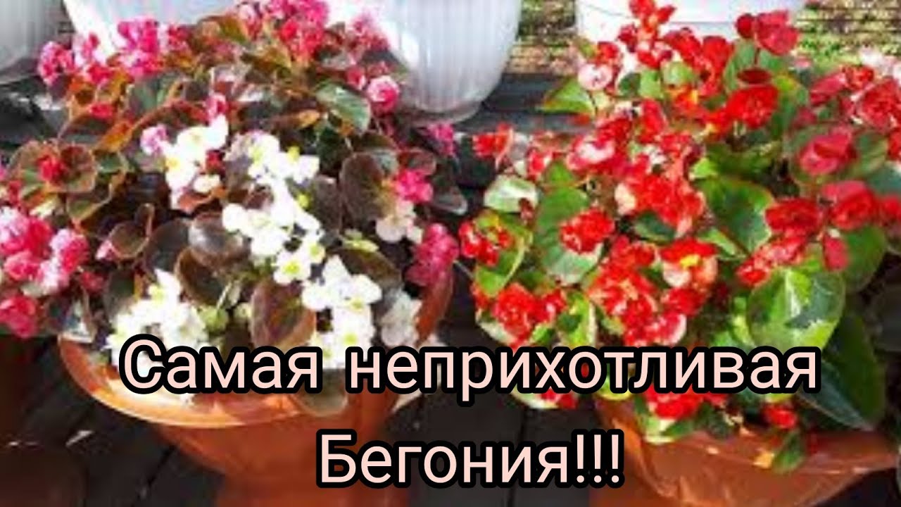 Бегония ВЕЧНОЦВЕТУЩАЯ (всегдацветущая). Условия выращивания и размножения.