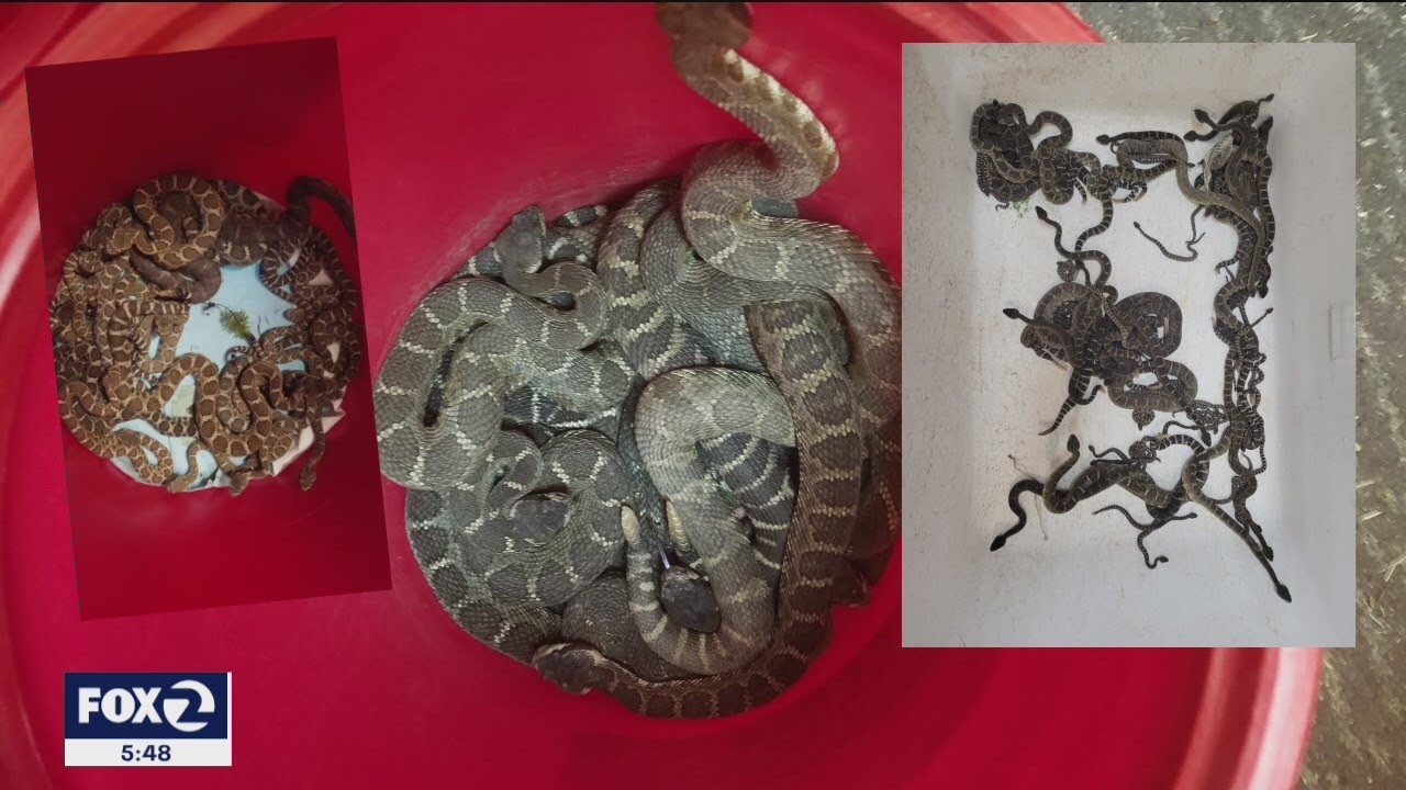 Yikes: Nearly 100 rattlesnakes found living under Santa Rosa home