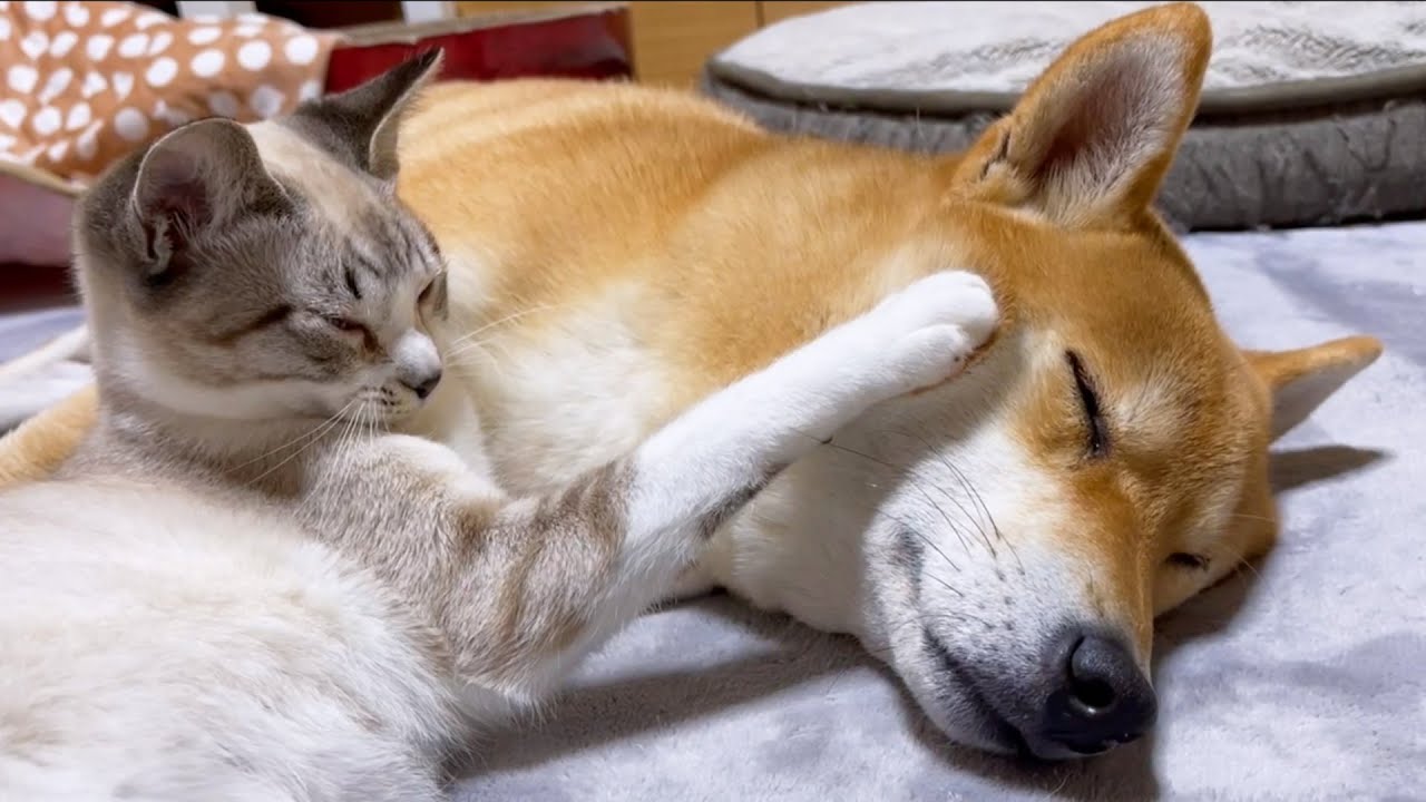 子猫に顔をグニグニされても子猫の好きなようにさせてあげる優しい柴犬ママ♥
