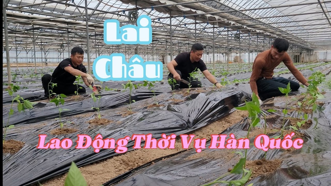 Lao Động Thời Vụ Tỉnh Lai Châu Làm Việc Tại Hàn Quốc!