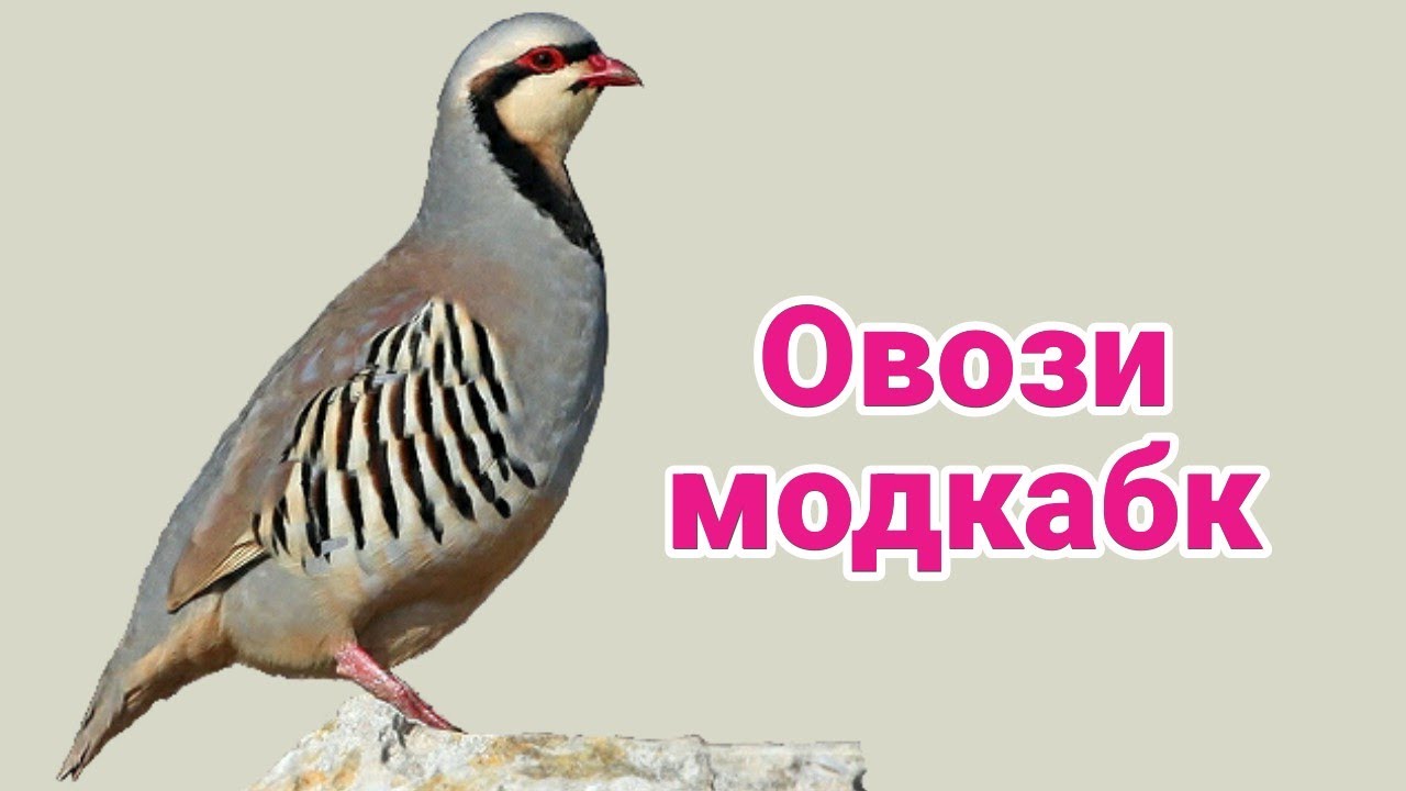 Овози модкавг  dişi keklik sesi