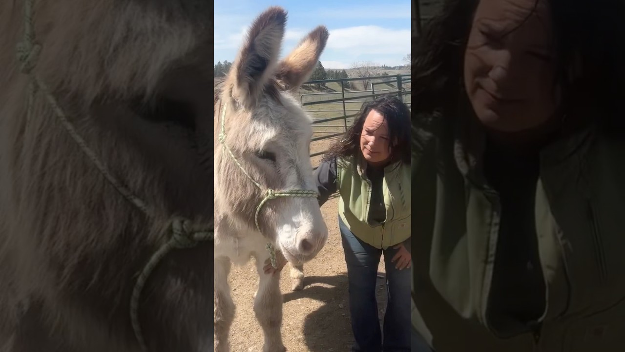 How To Build A Relationship With Your Donkey