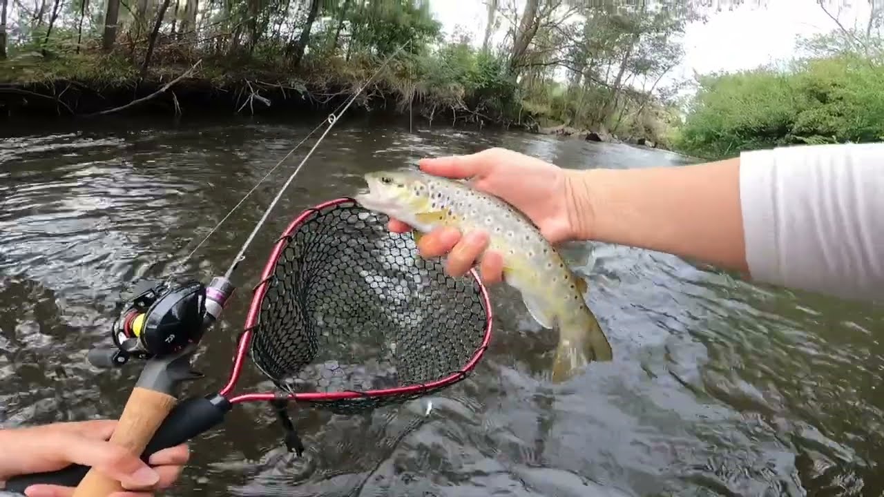 Daiwa Gekkabijin Air TW review, Fishing the Acheron river, Victoria