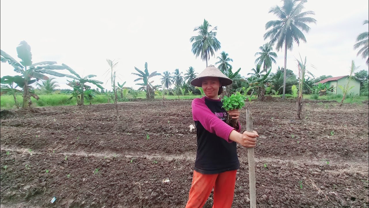DUA MINGGU TIDAK HUJAN TANAMAN CABE PAK JUMIRAN BANYAK YANG MATI