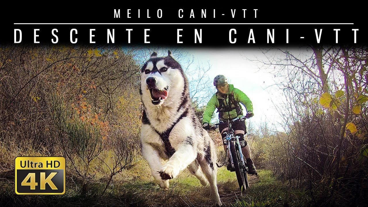 DESCENTE EN CANI-VTT / Bikejoring downhill / Husky Meilo Cani-VTT 4K