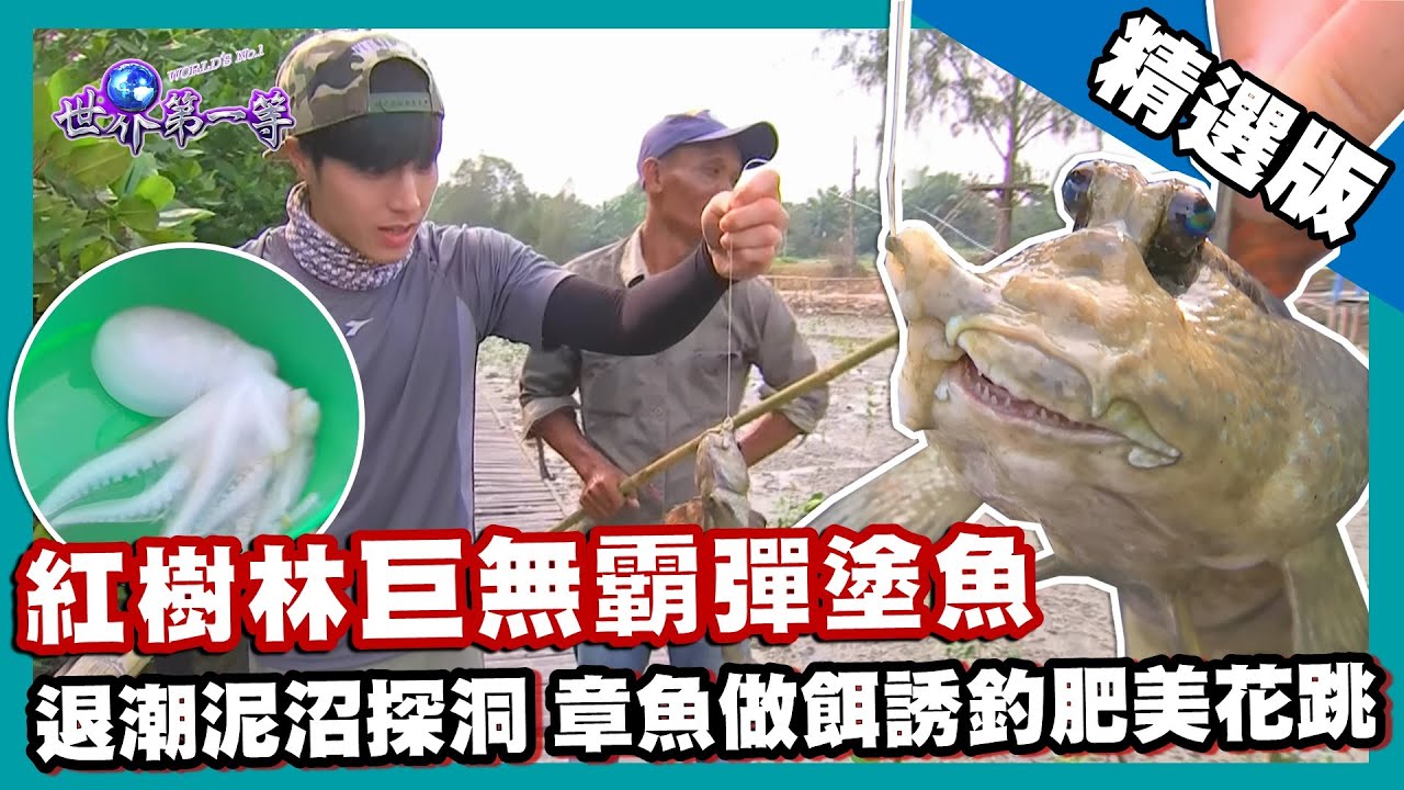【蘇門答臘】紅樹林泥沼探洞 章魚做餌誘釣大彈塗魚（炭火燒烤花跳）｜《世界第一等》870集精華版