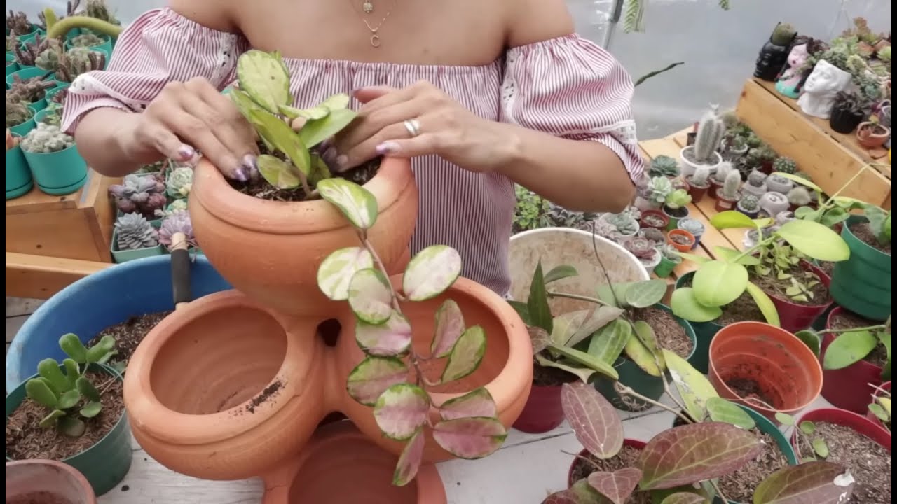 Trucos para que florezca y crezca tu Hoya carnosa/flor de cera | Candy Bu