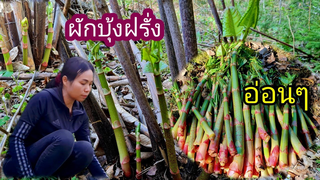 ไปเก็บผักบุ้งฝรั่งกำลังโป่งอ่อนๆขาวๆอวบๆเลยน่ากินมาก#ผักบุ้งฝรั่ง #japaneseknotweed #japanintatar