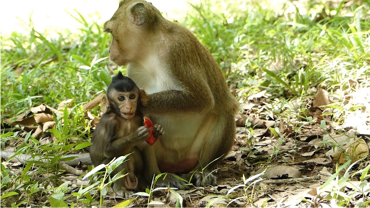 Moment Just Keep Update Little Mirko In Alexander Troop Belong To Young Mumma Michela.
