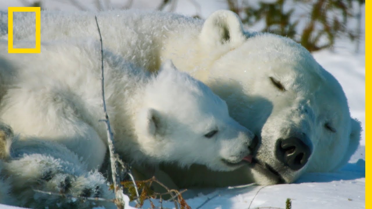 Une maman ours et son petit dans la baie d'Hudson