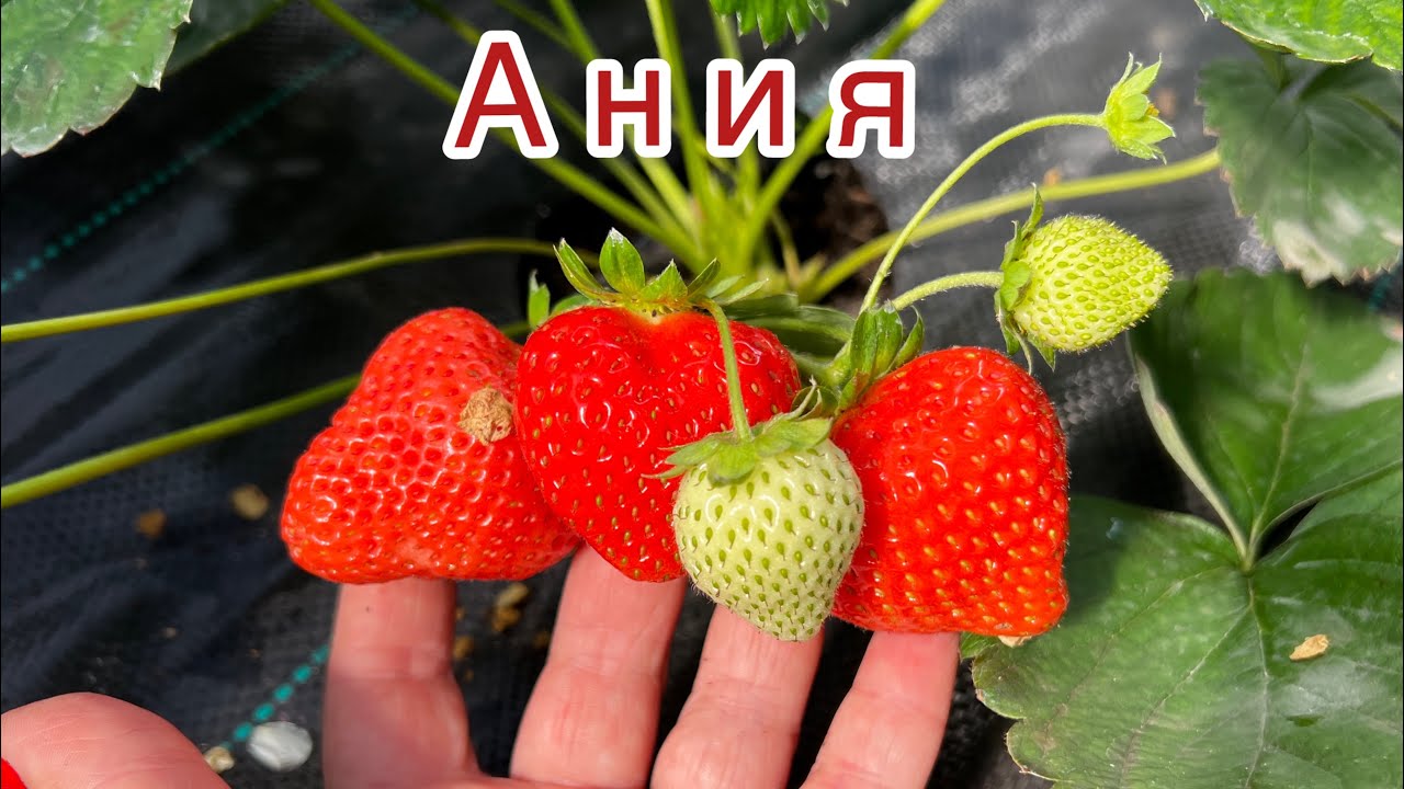 Ания‼️Для гурманов, вкус бесподобный🍓❣️❣️❣️