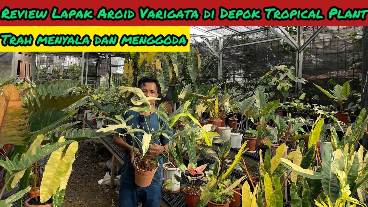 REVIEW LAPAK AROID VARIGATA DI DEPOK TROPICAL PLANT⁉️