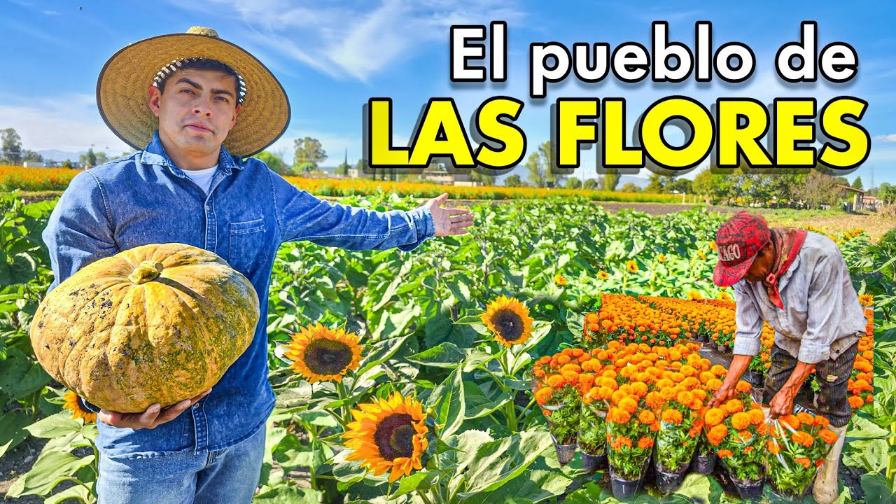 Nuestras Flores Se Ven Desde el CIELO - Cultivo de Sempasuchil y Girasoles 