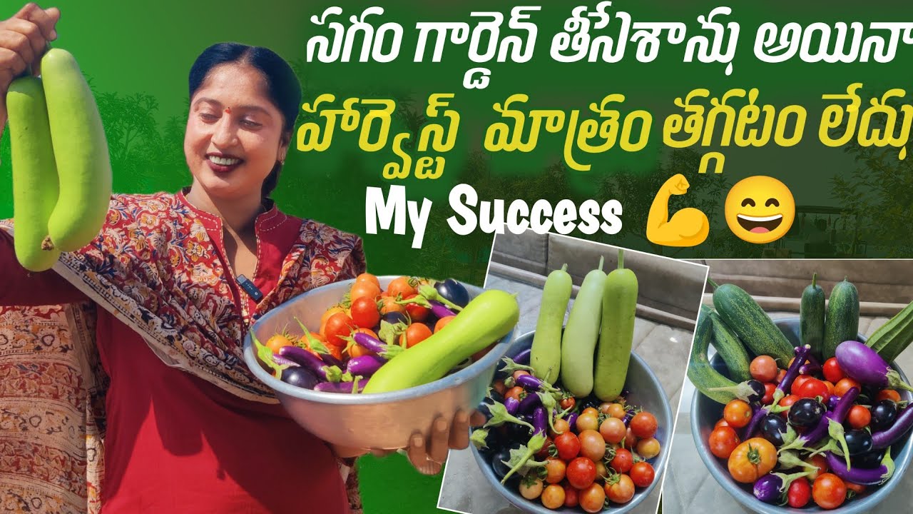 Full Harvest in Half Garden 🏡|| Organic Vegetables || Green Harvest 😍