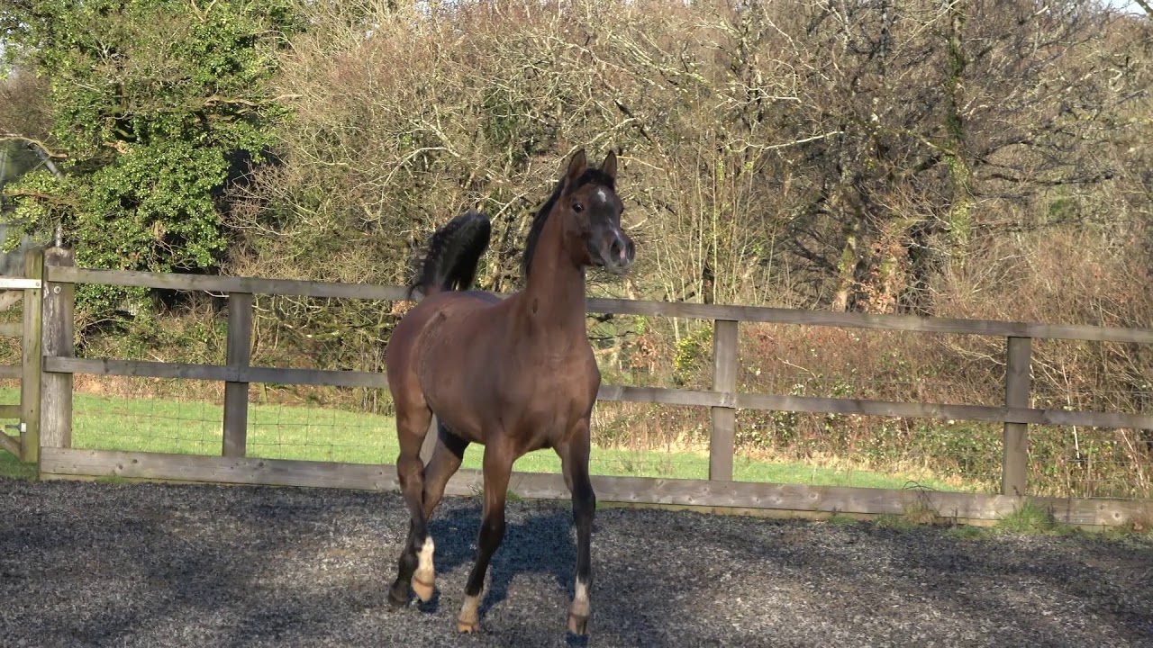 Kenshi HFAS  by Excalibur EA ex Kaela From Holmes Farm Arabians