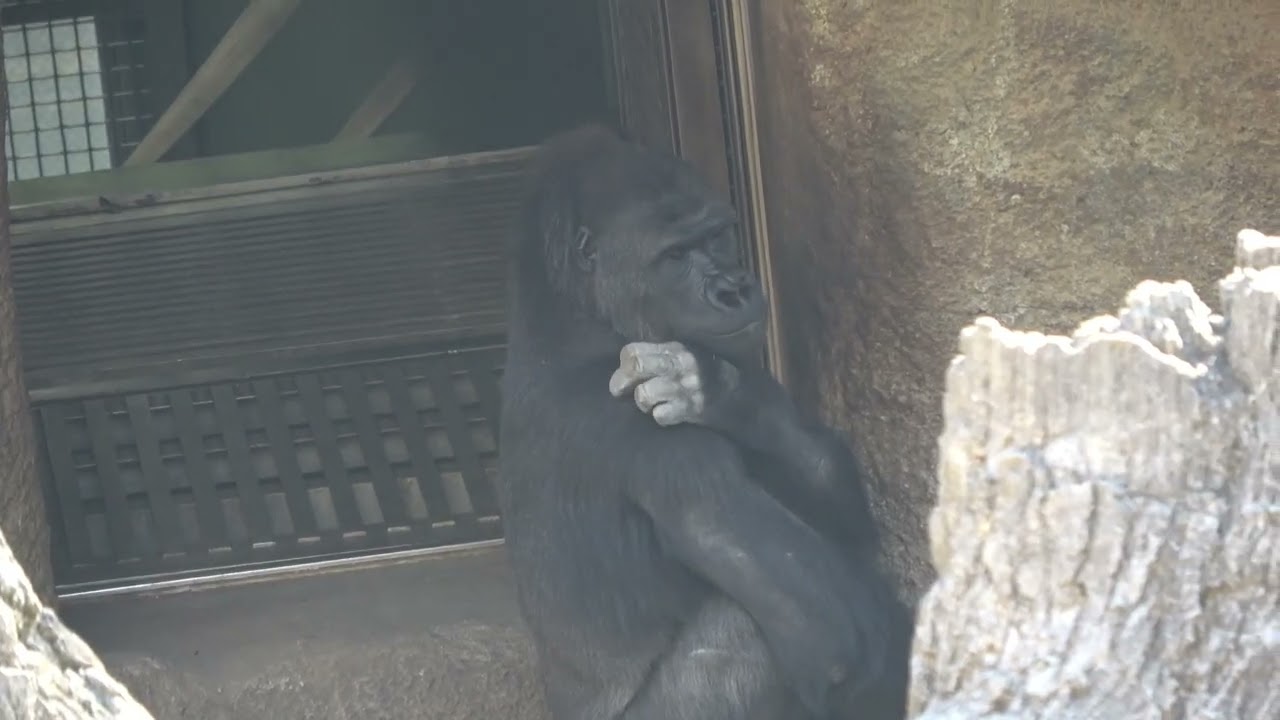 早くみんなに会いたいアニー😊　ゴリラ　【上野動物園】　2026年1月23日