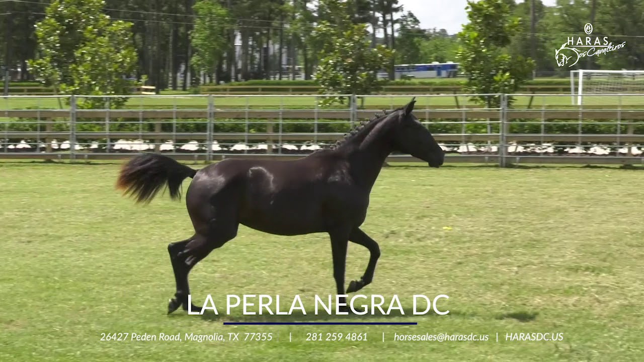 La Perla Negra DC - Horses For Sale 2018