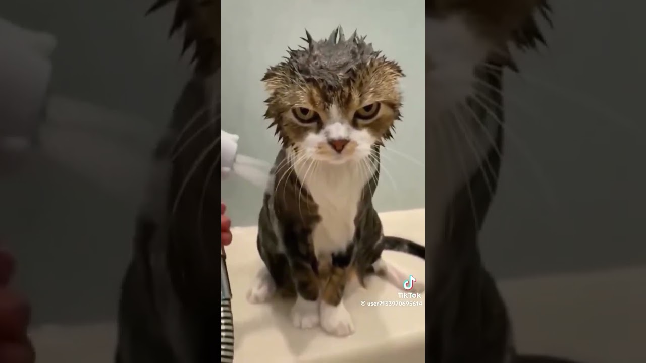 Bath time for cats #shorts #viral #trending #cats #cat #funny #funnyvideo #lol #shortsfeed #catvideo
