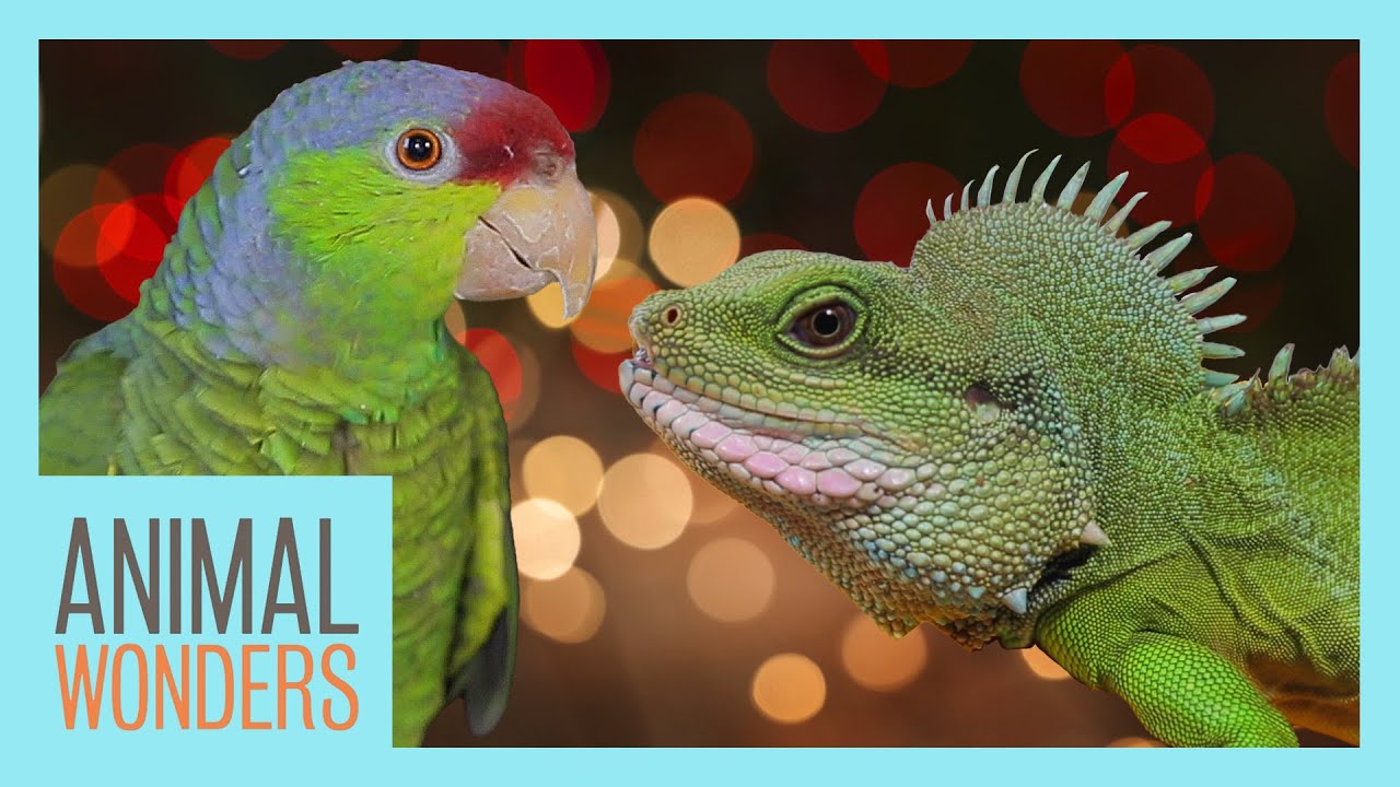 Gifts For The Animals! | Holiday Unboxing