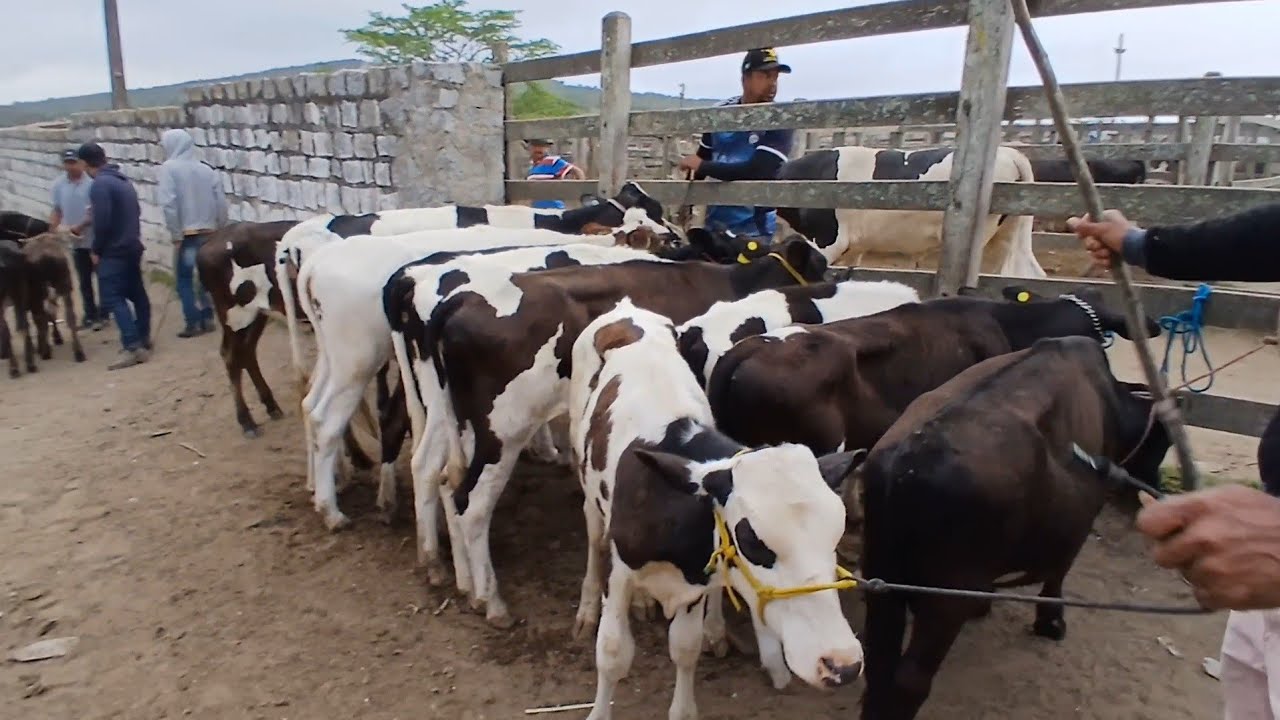 FEIRA DAS BEZERRAS LEITERAS EM CAPOEIRAS PERNAMBUCO meu zap 87 991457761 hoje  24 outubro de 2025