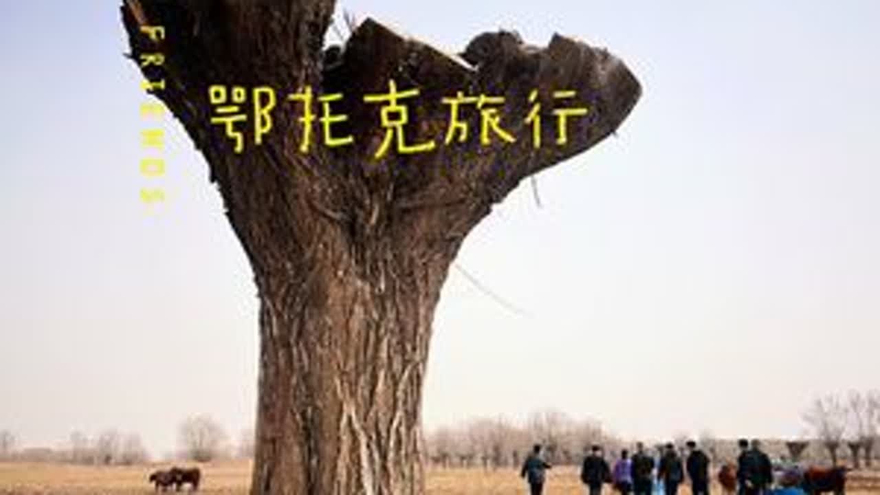 呼和浩特开车500公里到卾托克，带着叶二婶烤肉，非常道牛排，张公举卤羊头朋友们一起来看青格勒的草原牛