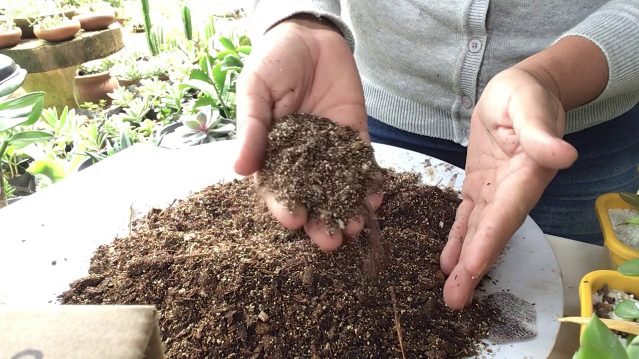 Preparando substrato para cactos e suculentas com vermiculita