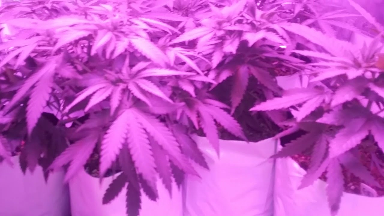 TGA Subcool Jazz Queen, Ace Of Spades and Holysmokeseeds Guava Dubstar Day 43-45 ORGANIC GROW